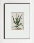 Интерьерный постер “Аloe”
