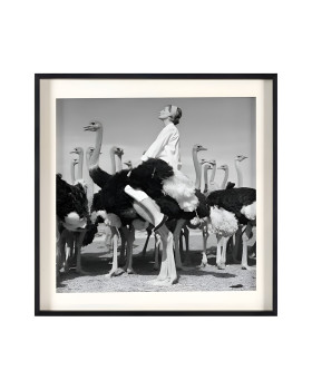 Квадратный постер Wenda Ostriches